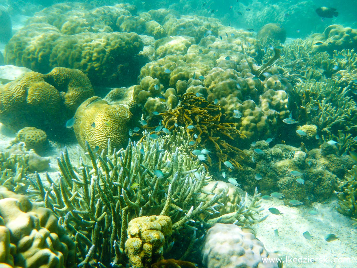 filipiny coron tour a la islas de coral snorkeling island hopping tour a