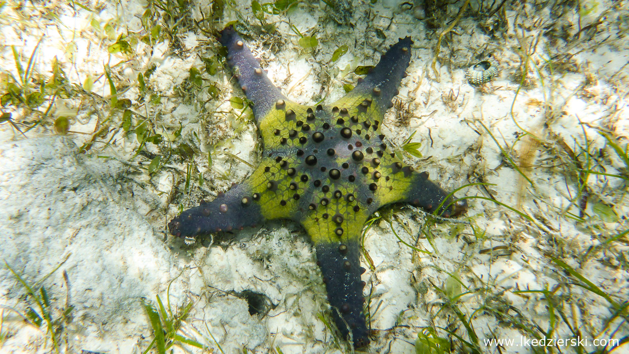 filipiny dumaluan beach snorkeling starfish philippines