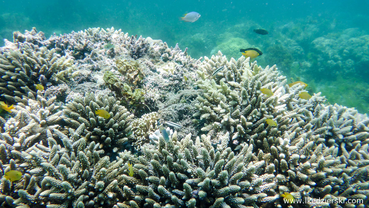 filipiny dumaluan beach snorkeling philippines