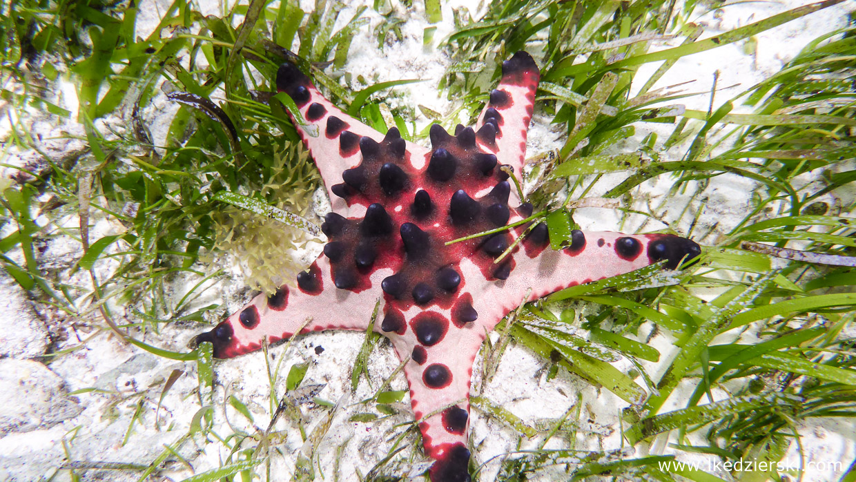 filipiny dumaluan beach snorkeling starfish philippines