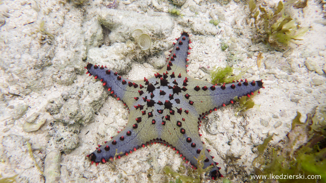 filipiny dumaluan beach snorkeling starfish philippines