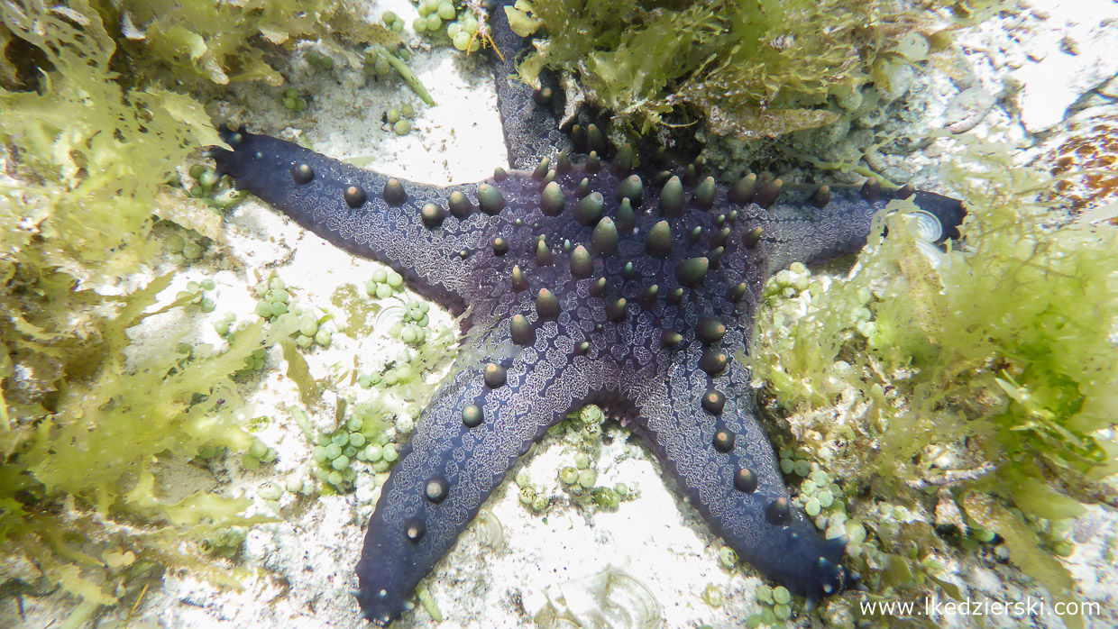 filipiny dumaluan beach snorkeling starfish philippines