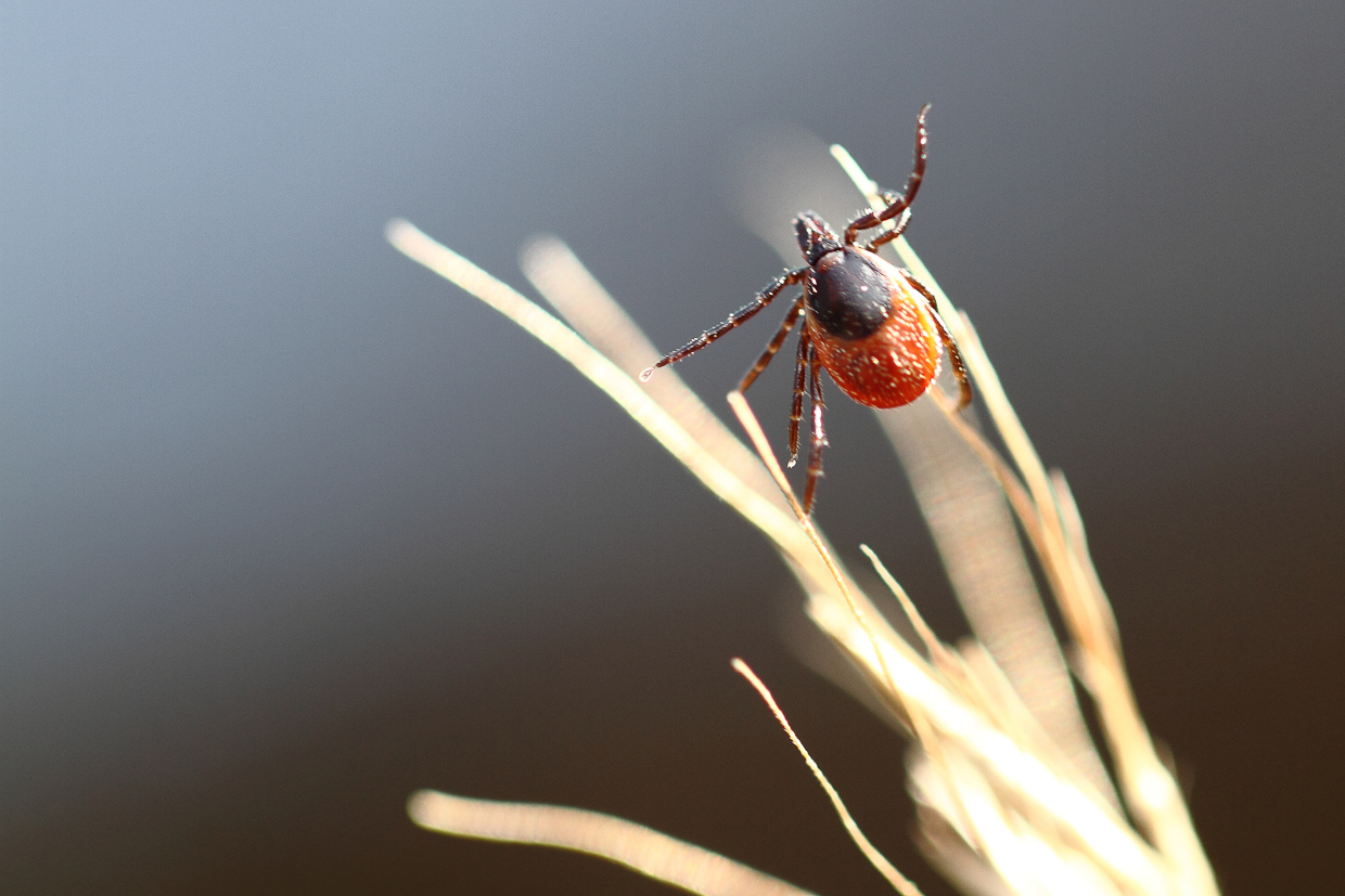 kleszcze Ixodes ricinus ECDC