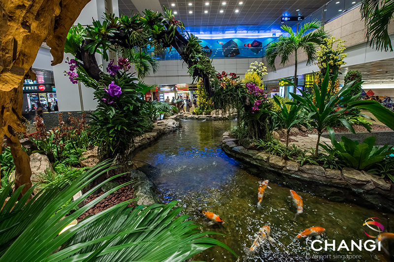 singapur Terminal 2 - Transit - Orchid Garden (Koi Pond)