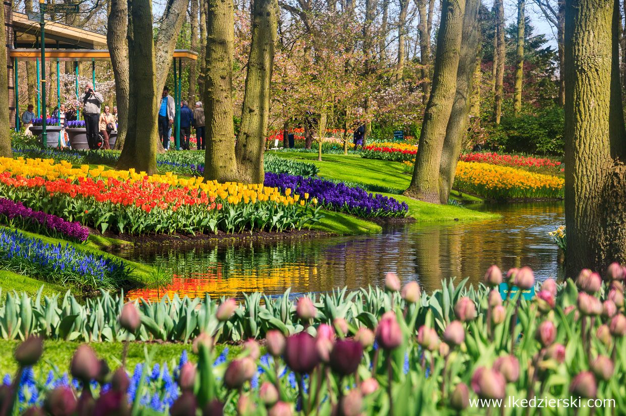 holandia atrakcje keukenhof atrakcje holandii