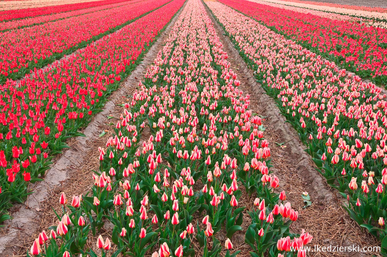 holandia atrakcje tulipany atrakcje holandii