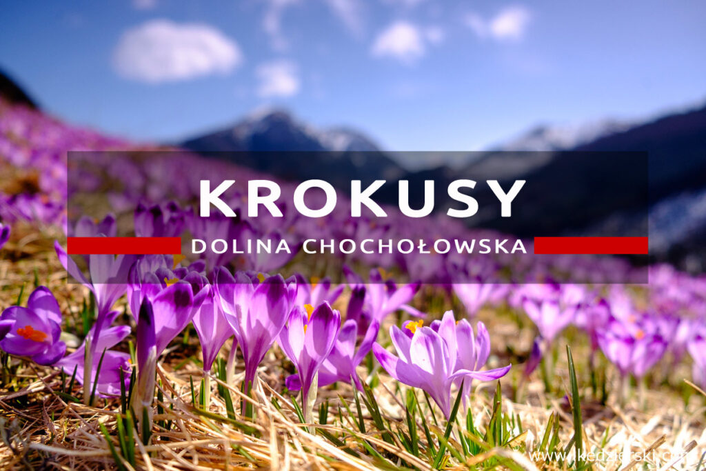 krokusy dolina chochołowska krokusy w dolinie chochołowskiej