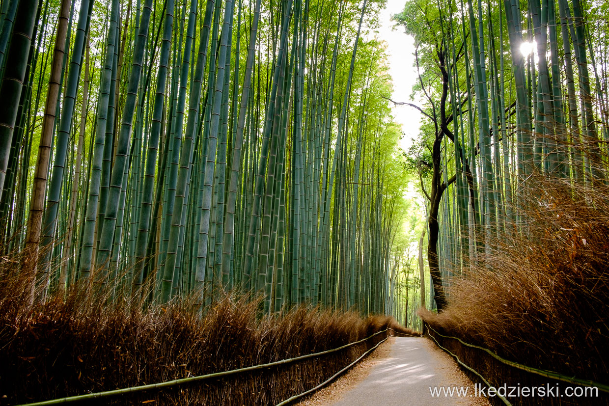 japonia kioto arashiyama bamboo grove lasek bambusowy japonia informacje praktyczne