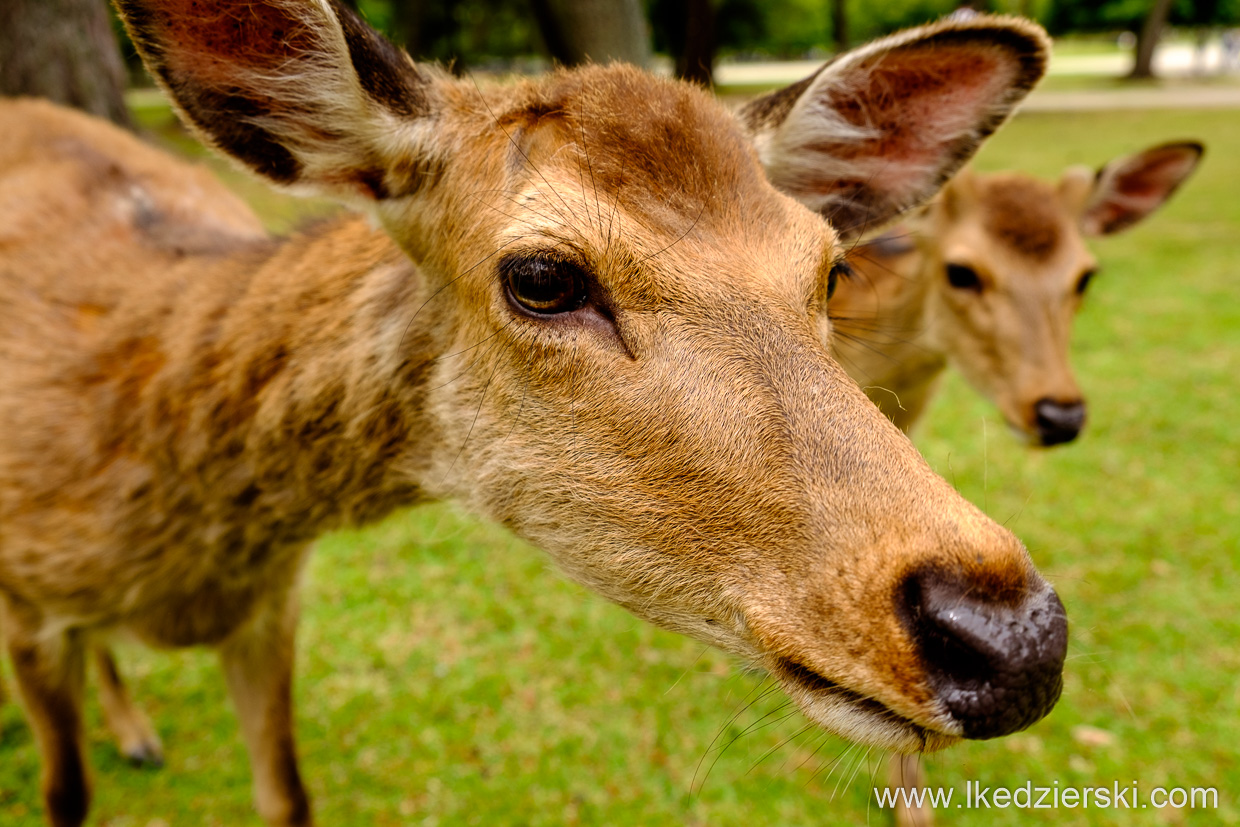 japonia nara jelonki deer