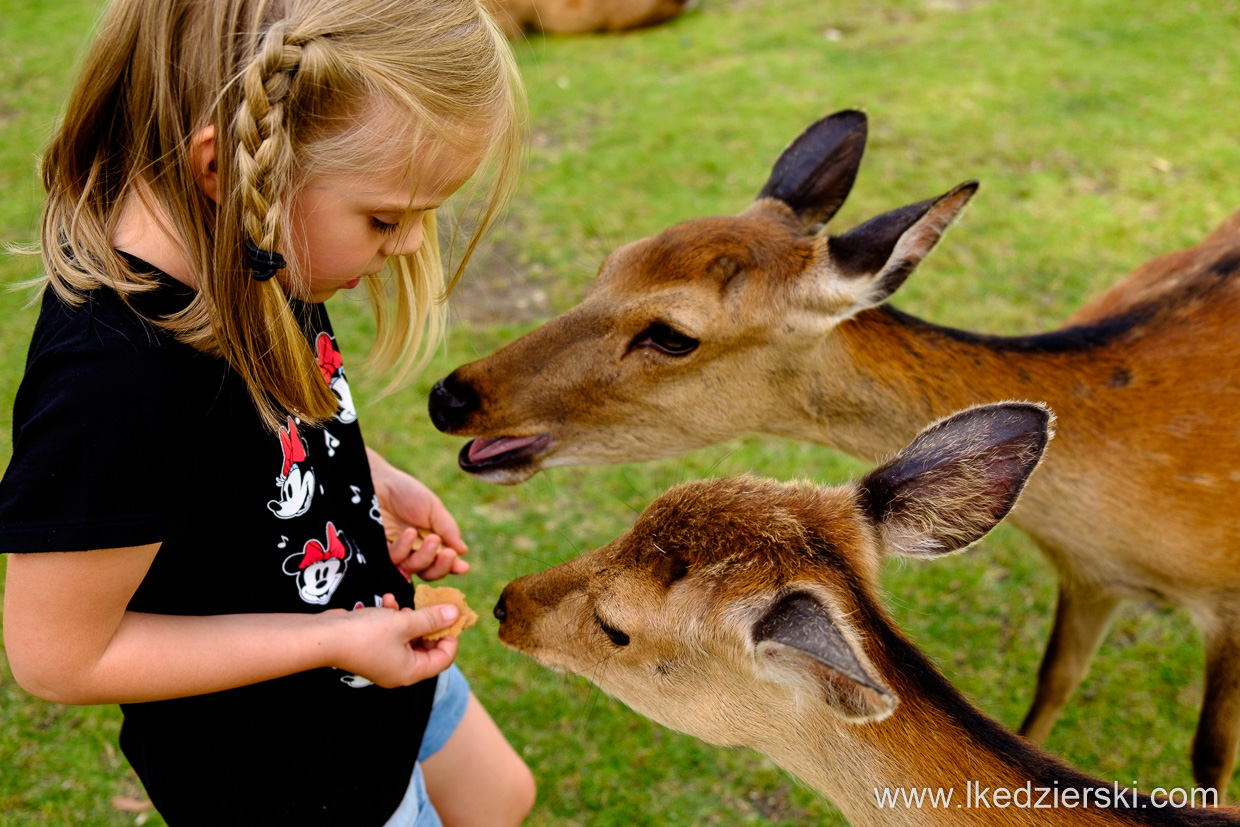 japonia nara jelonki deer