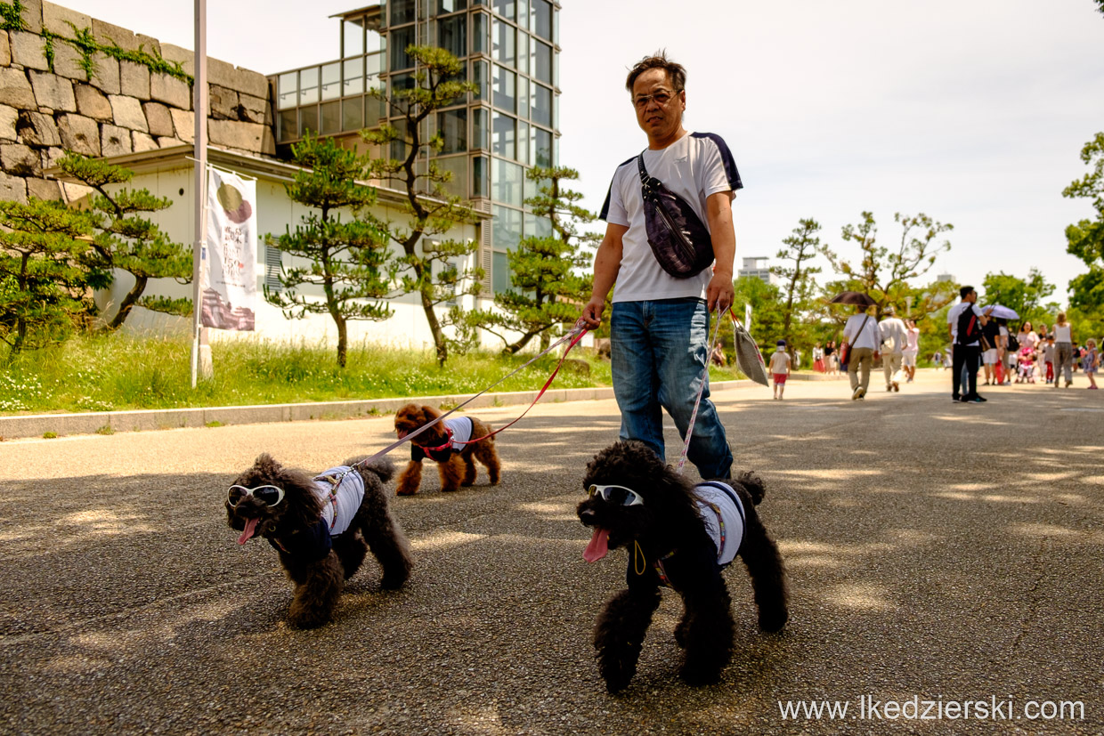 japonia osaka zamek osaka