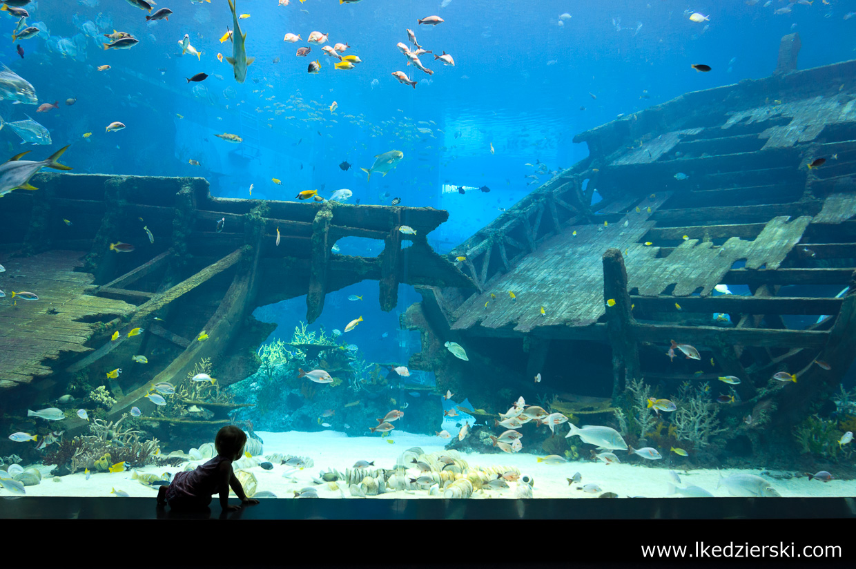 singapur atrakcje atrakcje singapuru S.E.A. Aquarium akwarium