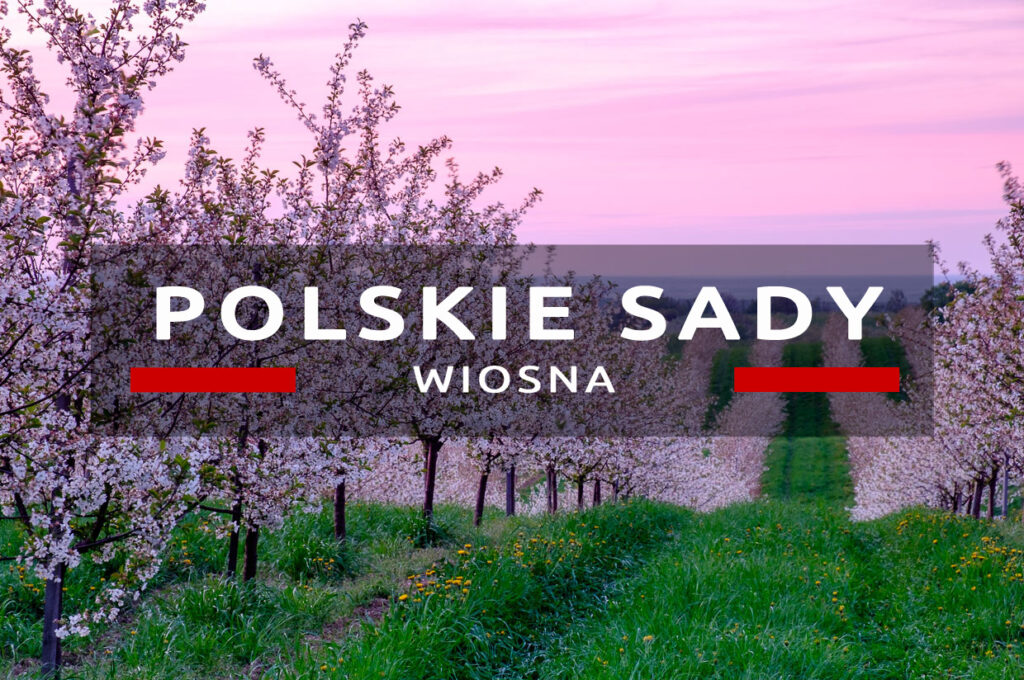 trzebnica polskie sady zachód słońca