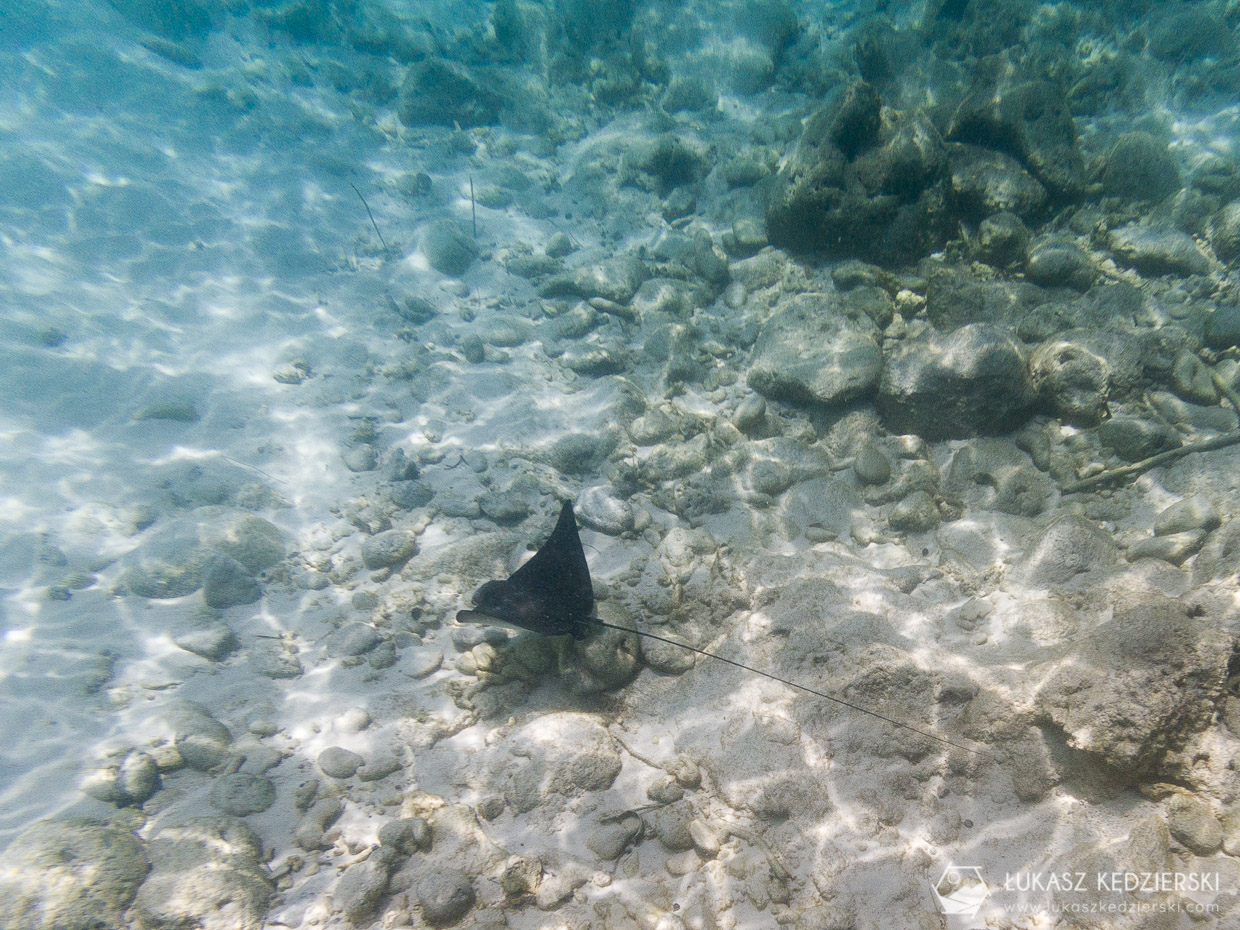 seszele beaches Anse Soleil mantas