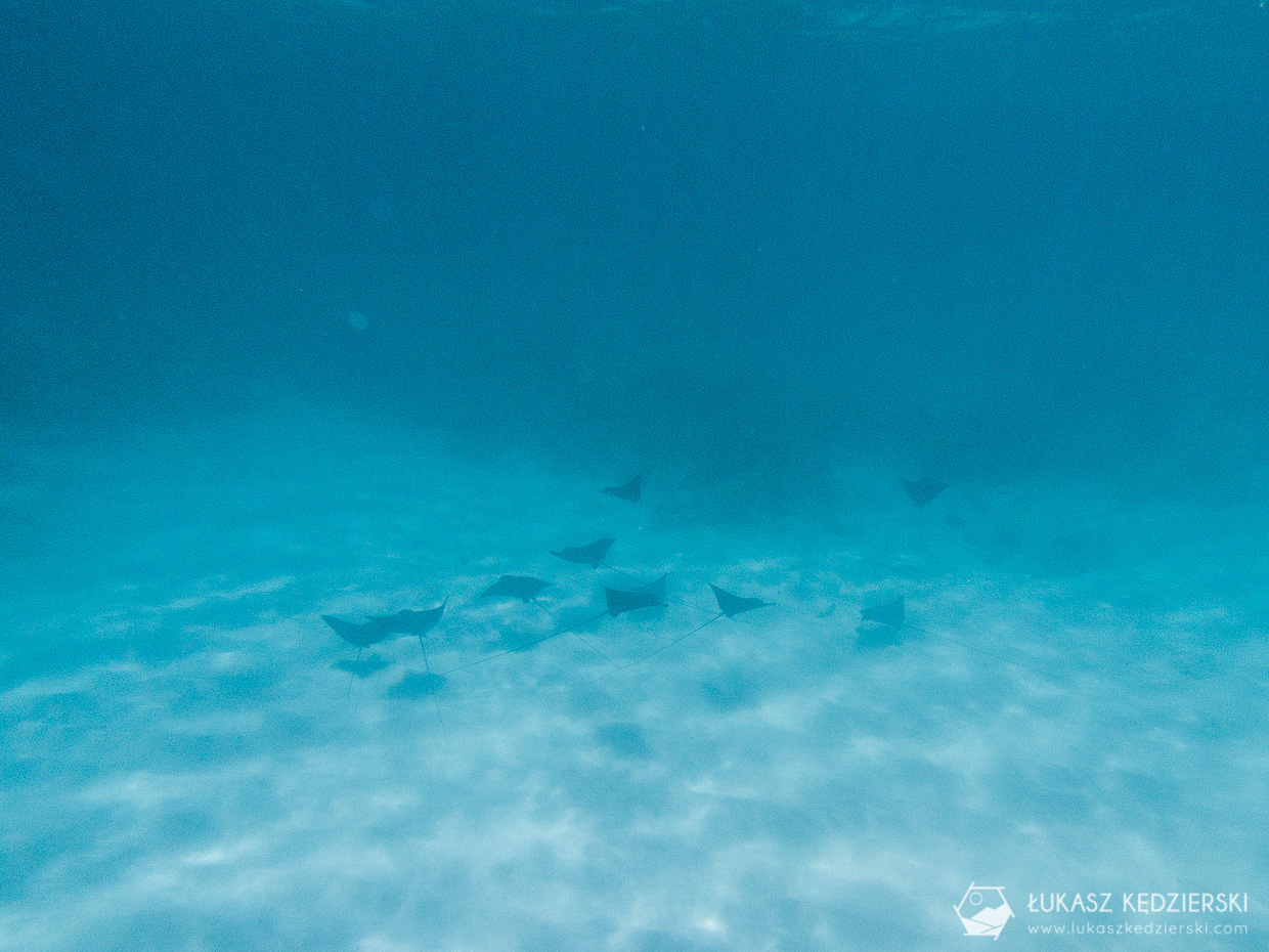 seszele mahe anse soleil seychelles beach mantas