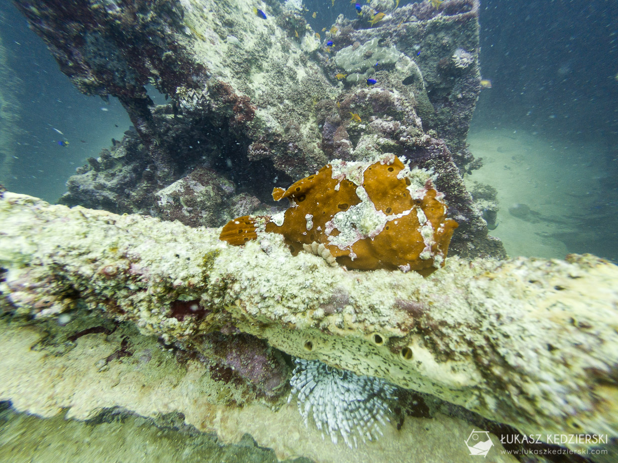 seszele nurkowanie frog fish