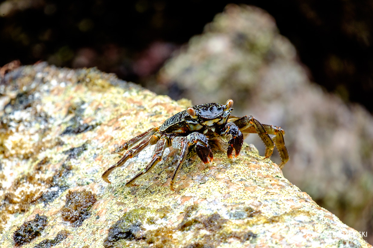 praslin plaża anse georgette beach seychelles crab