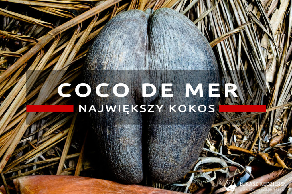 coco de mer największy kokos seszele praslin Fond Ferdinand Nature Reserve