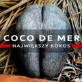 coco de mer największy kokos seszele praslin Fond Ferdinand Nature Reserve