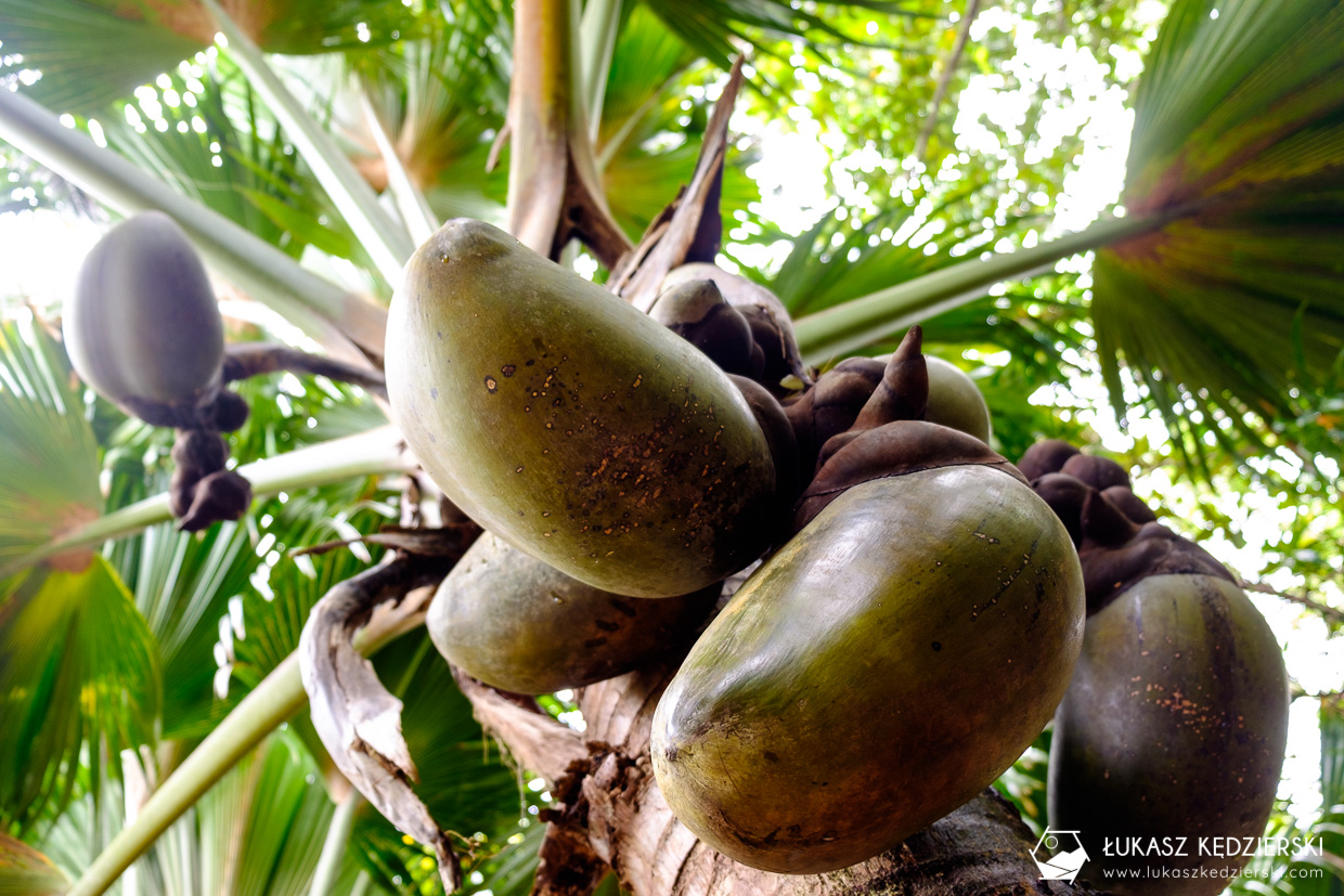 coco de mer największy kokos seszele praslin Fond Ferdinand Nature Reserve Lodoicja seszelska