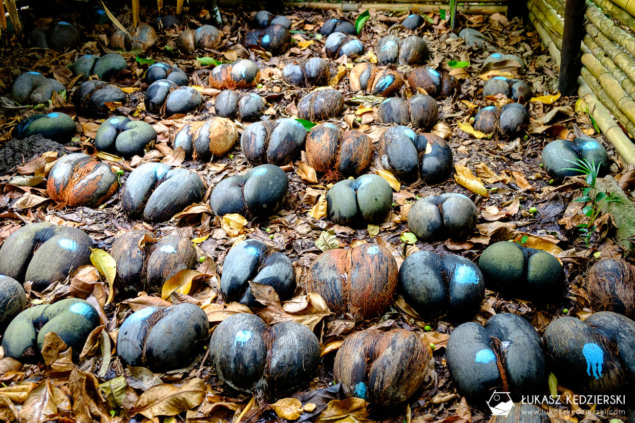 coco de mer największy kokos seszele praslin Fond Ferdinand Nature Reserve Lodoicja seszelska