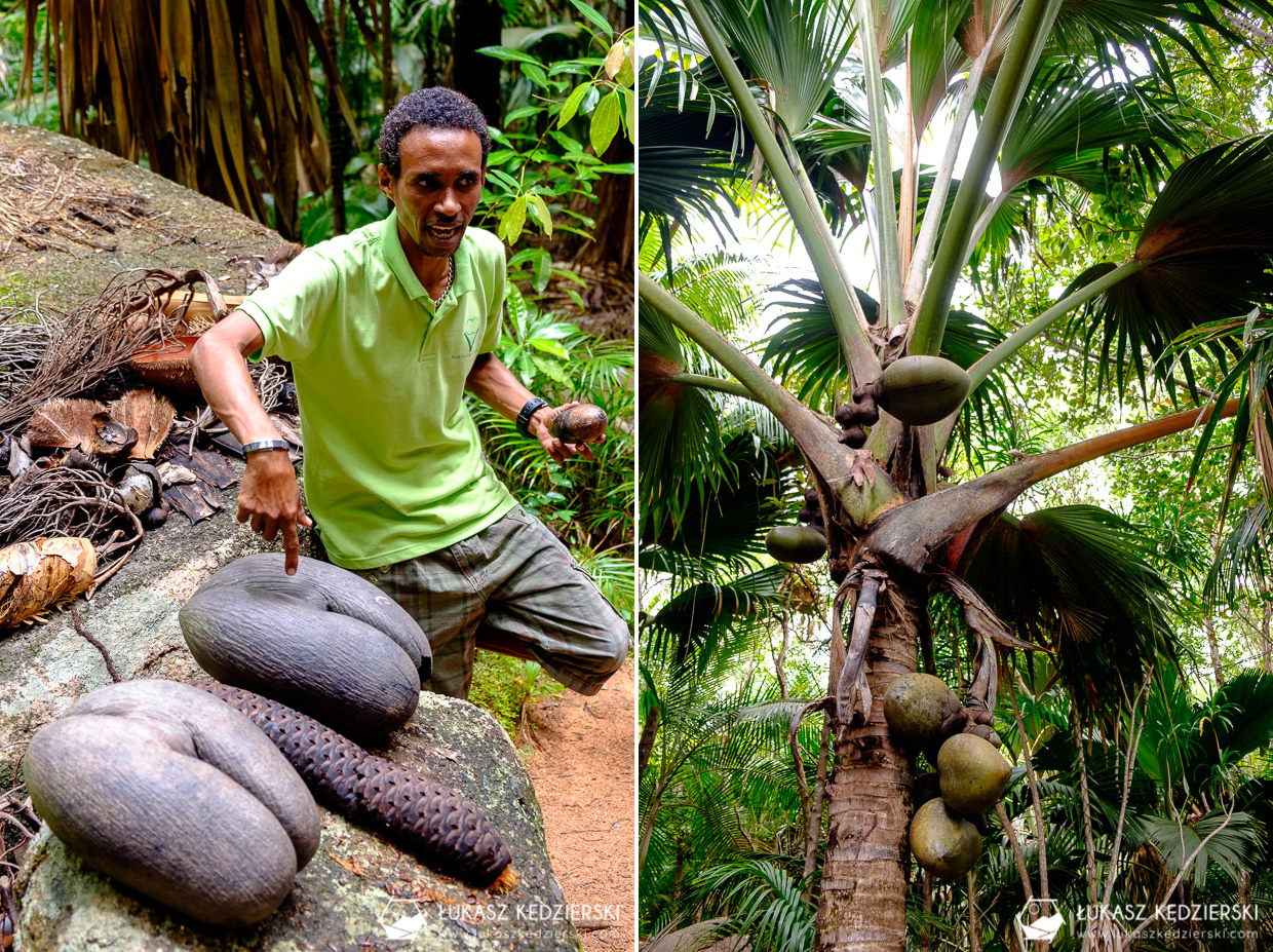 coco de mer największy kokos seszele praslin Fond Ferdinand Nature Reserve Lodoicja seszelska