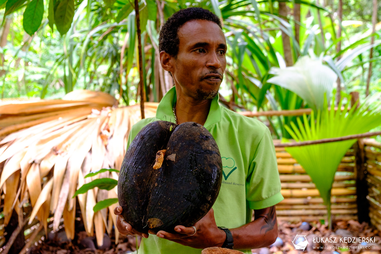 coco de mer największy kokos seszele praslin Fond Ferdinand Nature Reserve Lodoicja seszelska