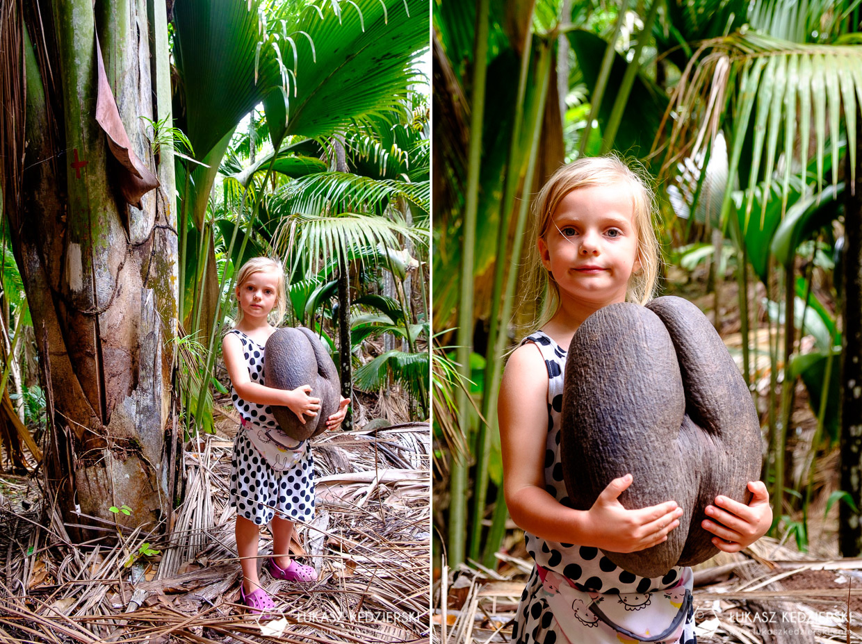 coco de mer największy kokos seszele praslin Fond Ferdinand Nature Reserve Lodoicja seszelska