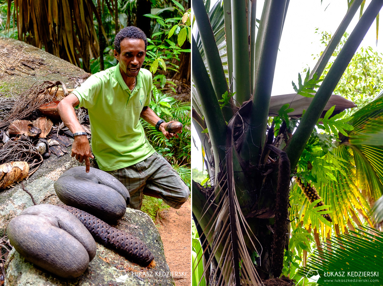 coco de mer największy kokos seszele praslin Fond Ferdinand Nature Reserve Lodoicja seszelska