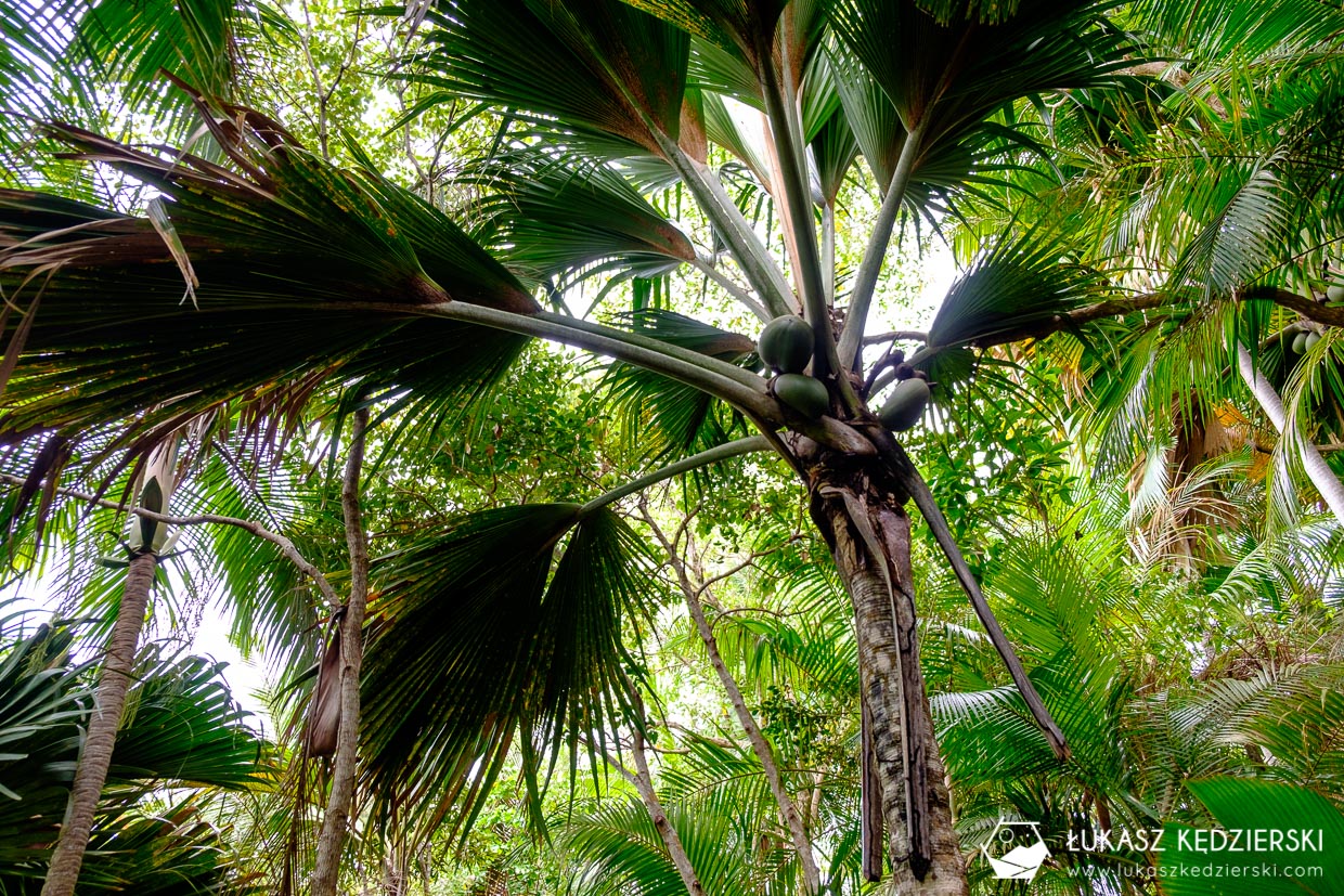 fond ferdinand nature reserve seszele seychelles coco de mer