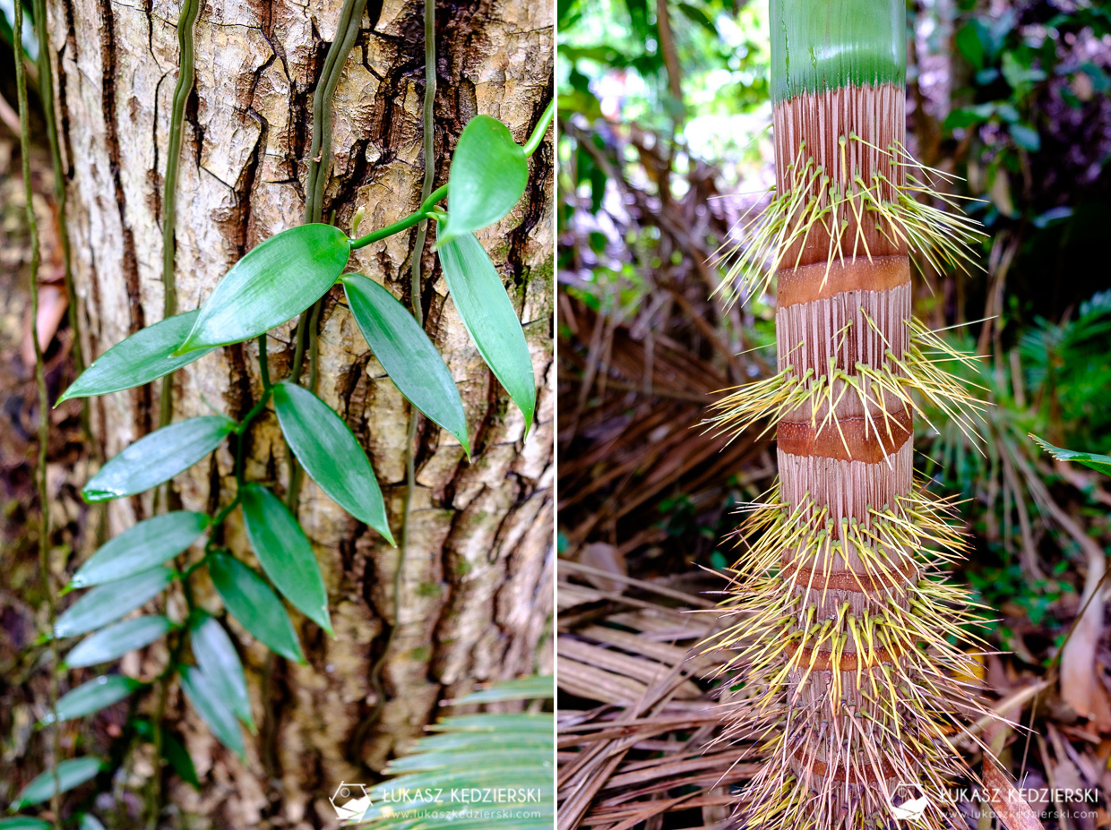 fond ferdinand nature reserve seszele seychelles coco de mer