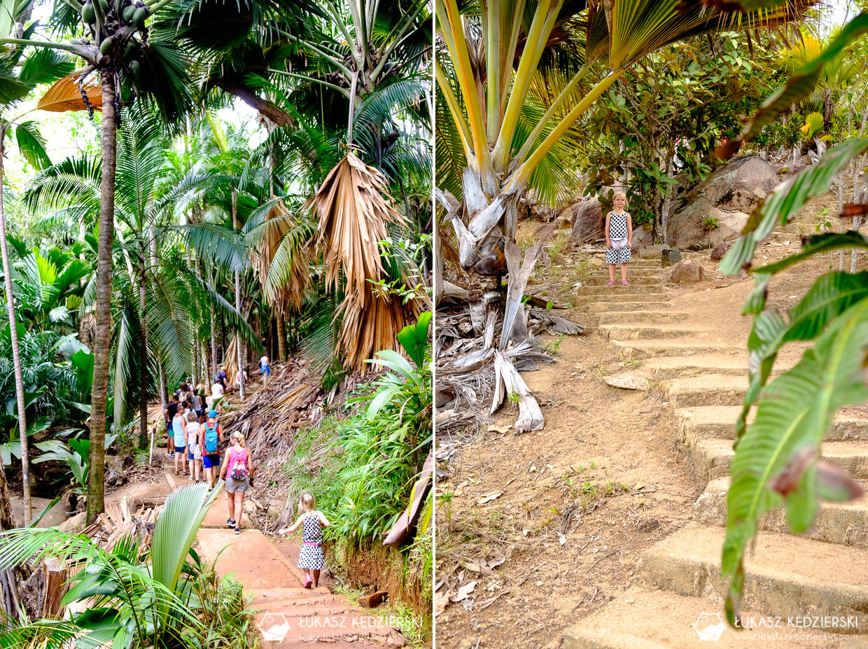 fond ferdinand nature reserve seszele seychelles coco de mer