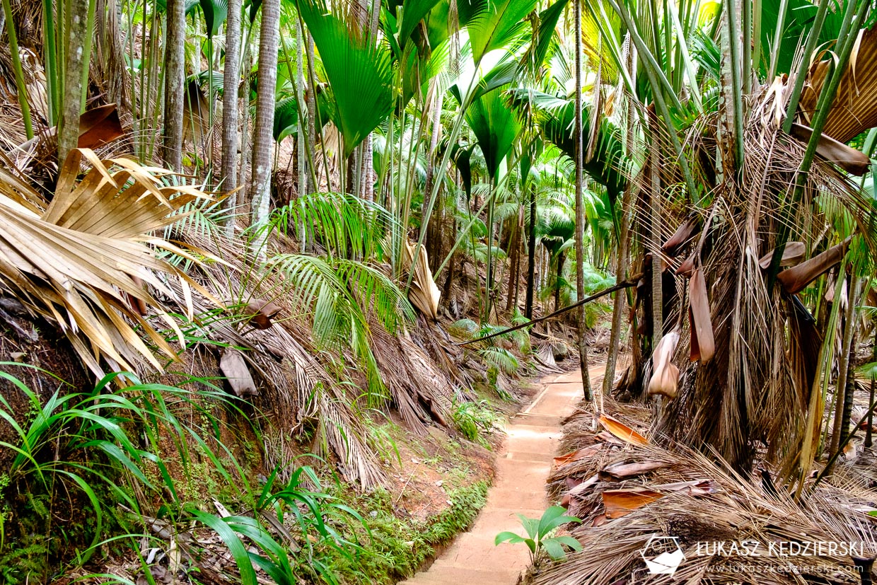 fond ferdinand nature reserve seszele seychelles coco de mer