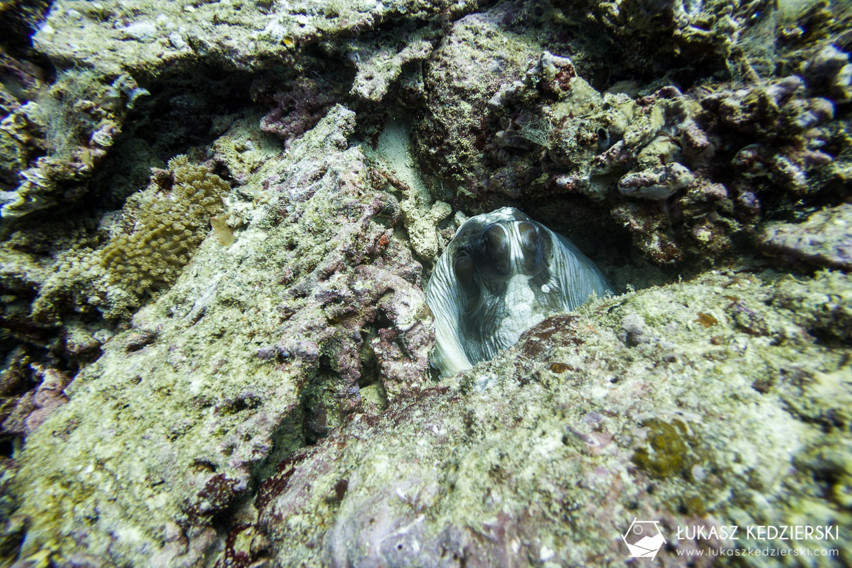 nurkowanie na seszelach diving seychelles mahe praslin