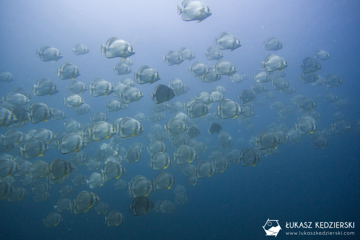 nurkowanie na seszelach diving seychelles mahe praslin Plataks pospolity Platax orbicularis