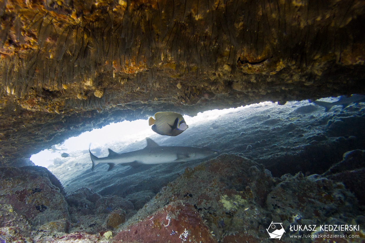 nurkowanie na seszelach diving seychelles mahe praslin