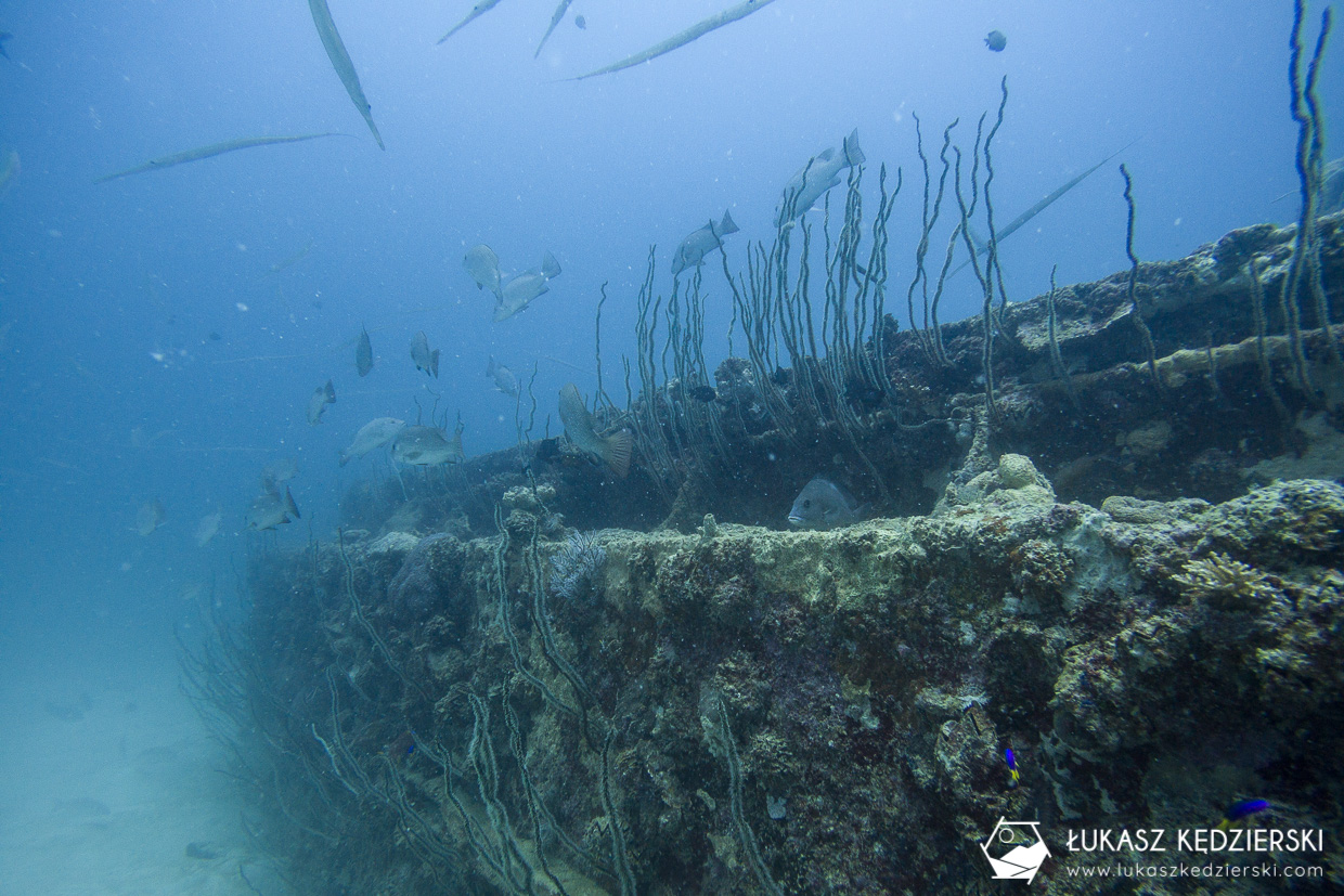 nurkowanie na seszelach diving seychelles mahe praslin Wire Wjip Coral Black coral