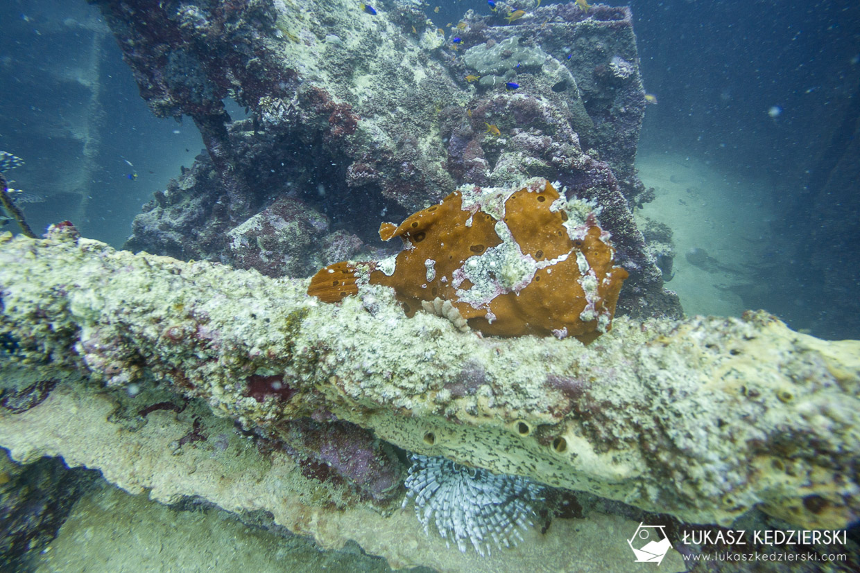 nurkowanie na seszelach diving seychelles mahe praslin Frog fish