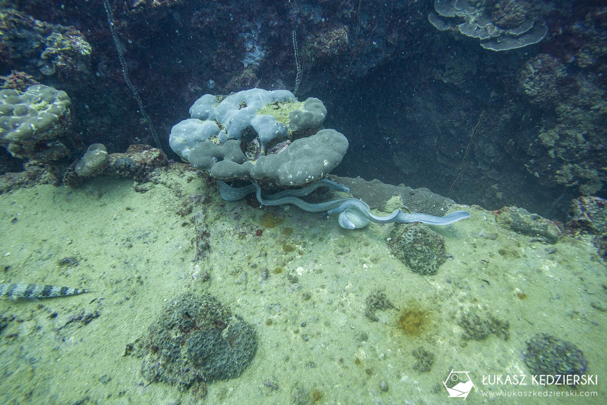 nurkowanie na seszelach diving seychelles mahe praslin