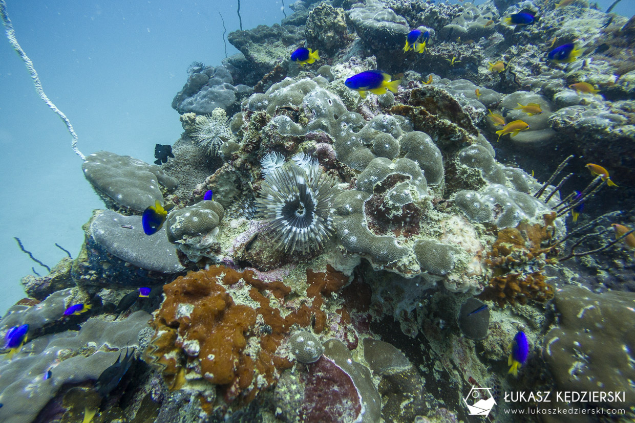 nurkowanie na seszelach diving seychelles mahe praslin