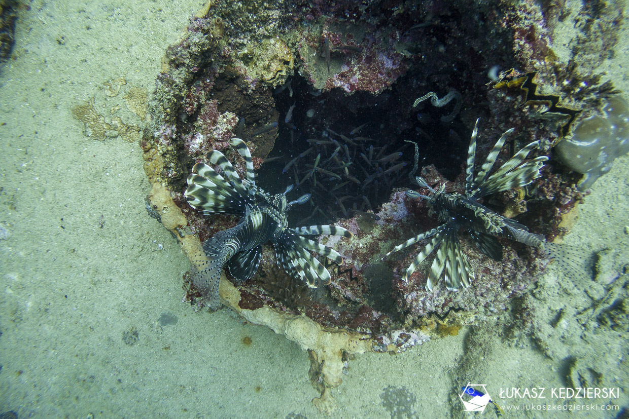 nurkowanie na seszelach diving seychelles mahe praslin Ognica pstra Skrzydlica ognista Pterois volitans