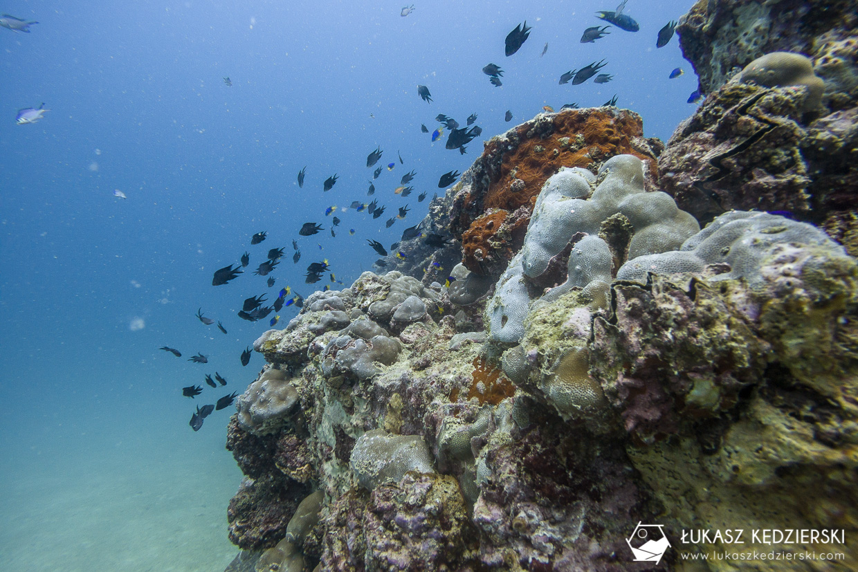 nurkowanie na seszelach diving seychelles mahe praslin