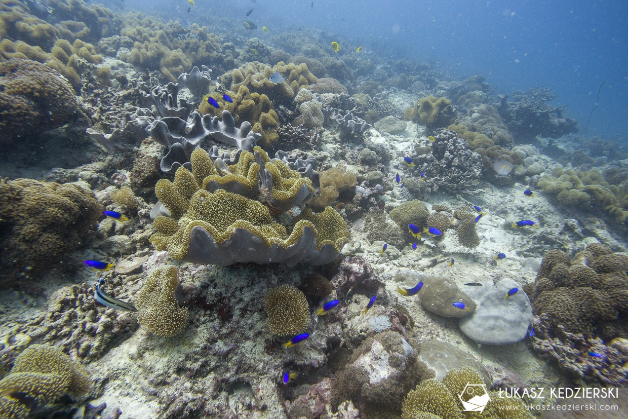 nurkowanie na seszelach diving seychelles mahe praslin Pomacentrus caeruleus