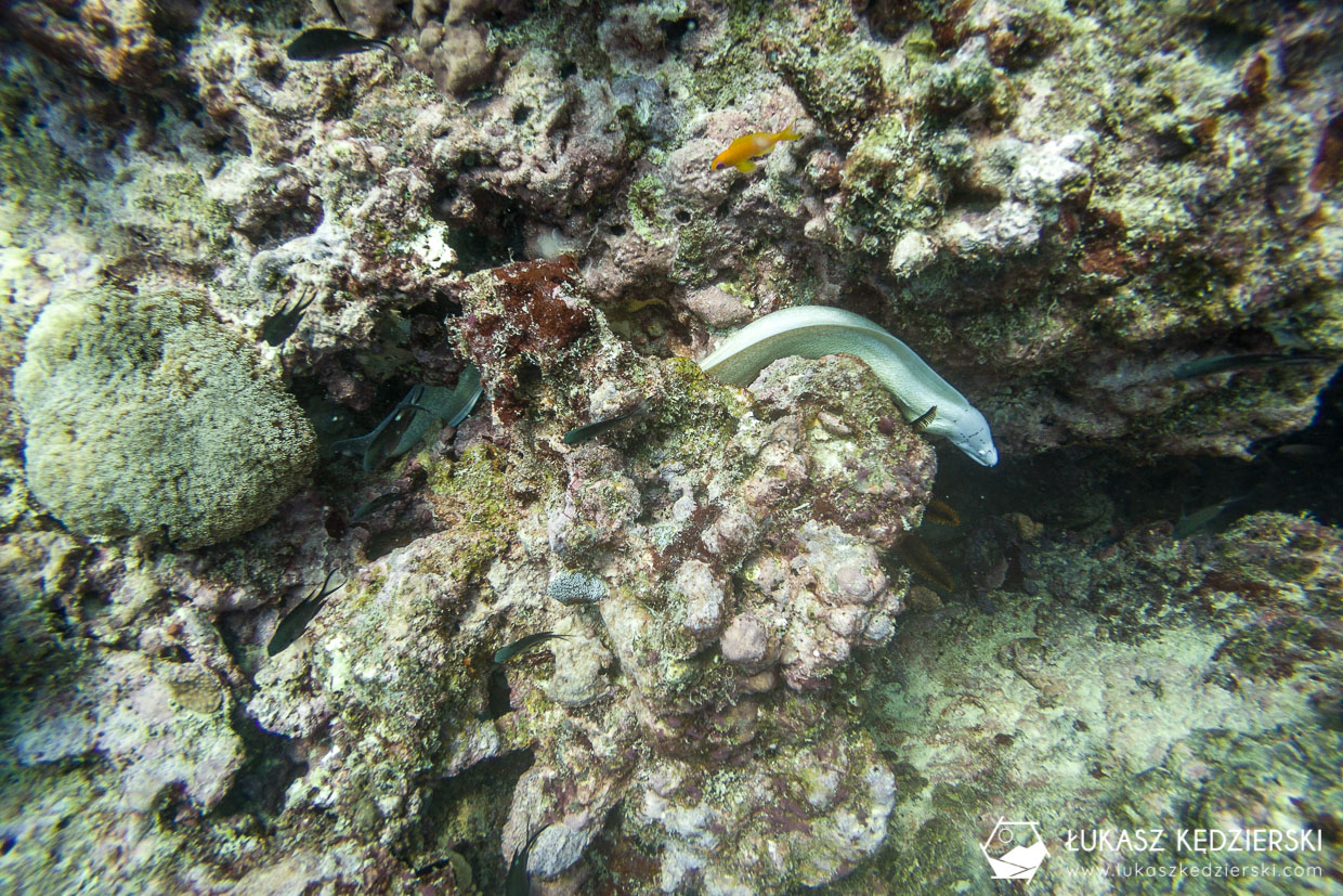nurkowanie na seszelach diving seychelles mahe praslin Murena Geometric Moray