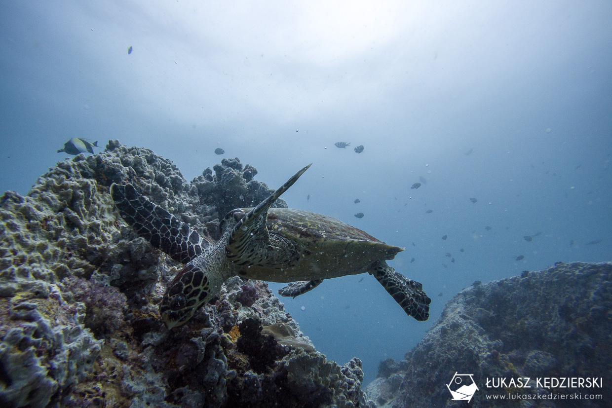 nurkowanie na seszelach diving seychelles mahe praslin Żółw szylkretowy Eretmochelys imbricata