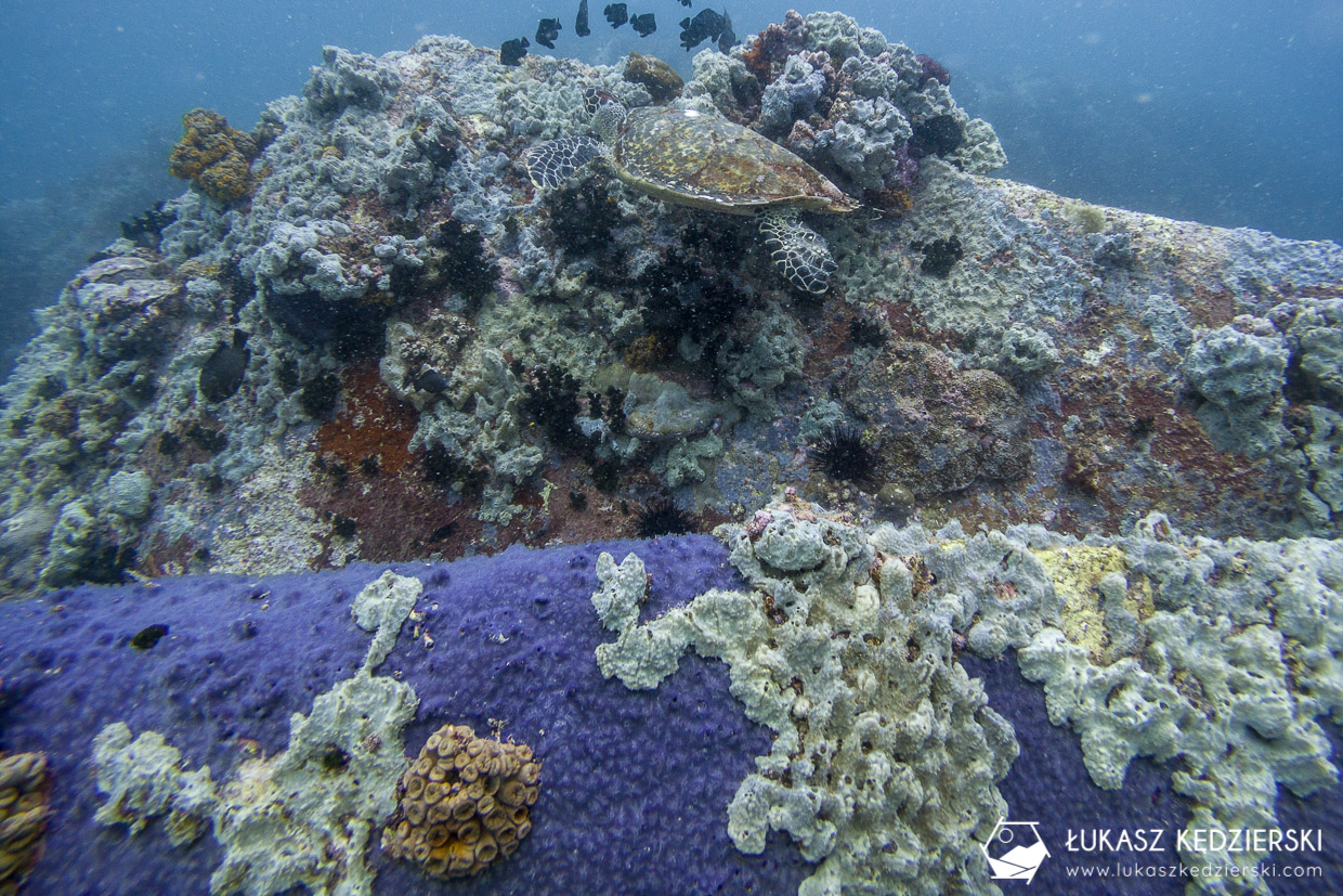 nurkowanie na seszelach diving seychelles mahe praslin