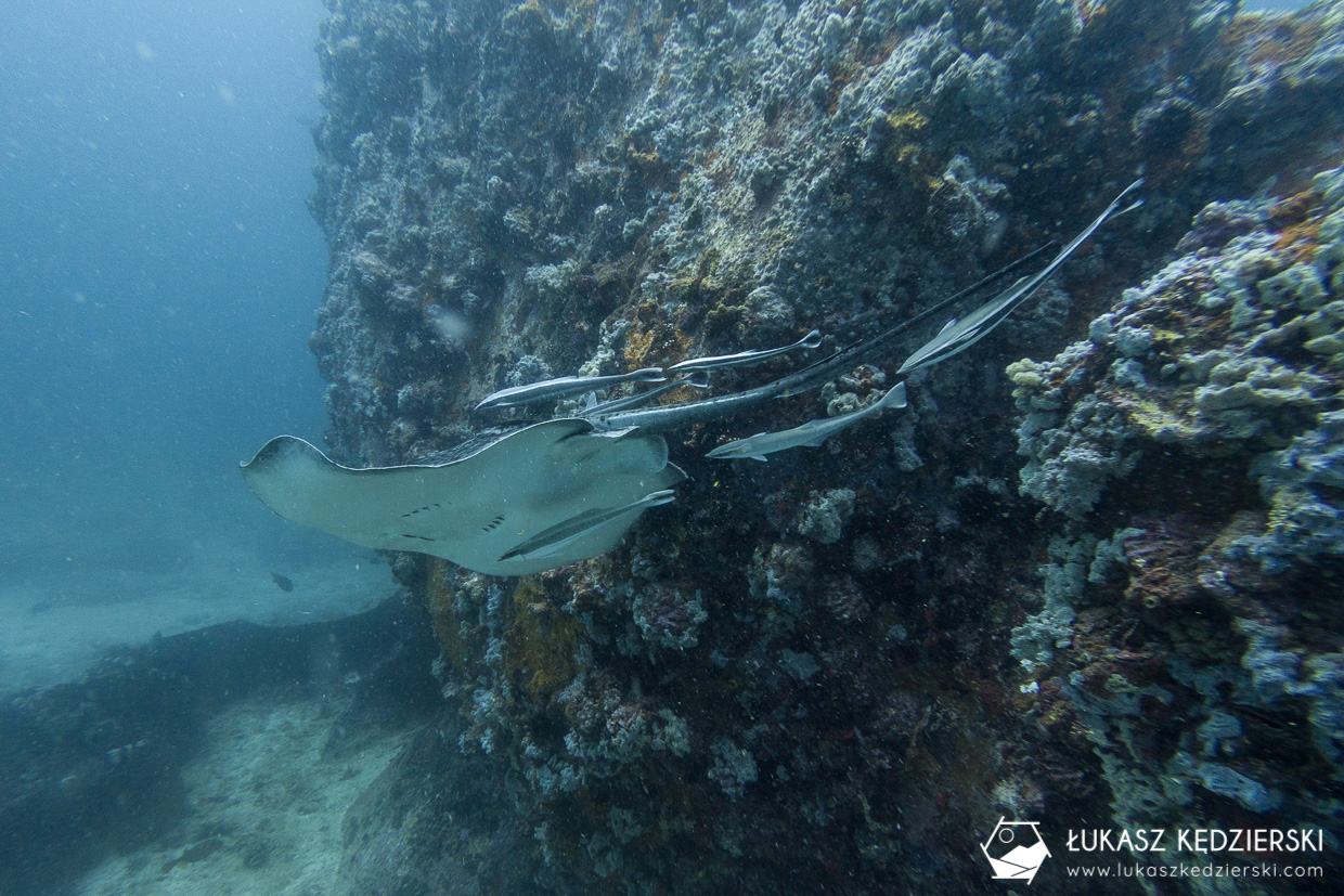 nurkowanie na seszelach diving seychelles mahe praslin