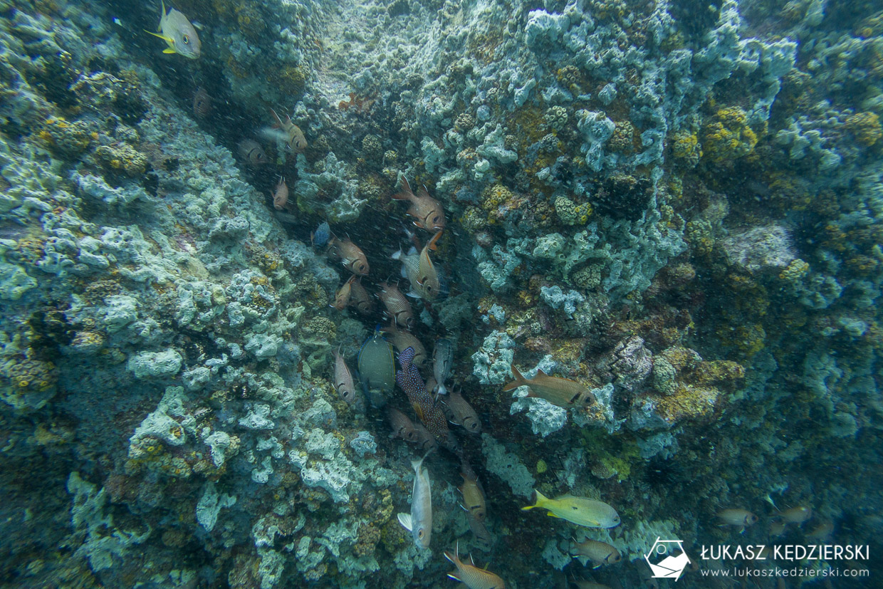 nurkowanie na seszelach diving seychelles mahe praslin