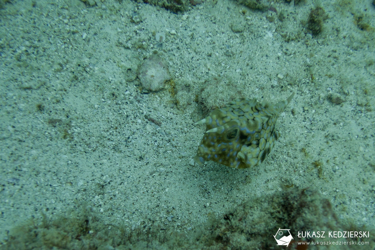 nurkowanie na seszelach diving seychelles mahe praslin Kostera grzbietoroga Lactoria fornasini