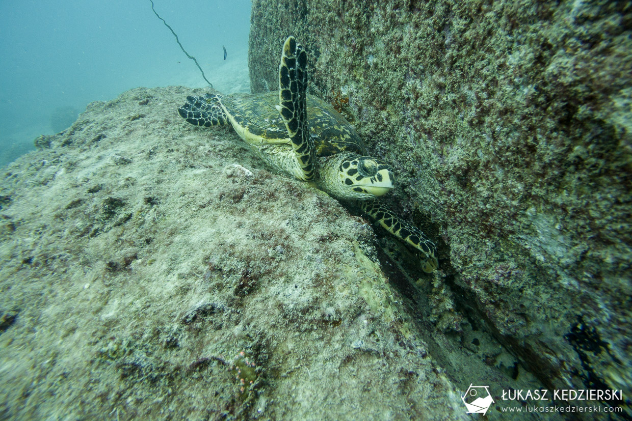 nurkowanie na seszelach diving seychelles mahe praslin